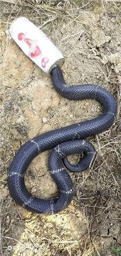 水族毒蛇爆料图视频 第3张 水族毒蛇爆料图视频 第3张